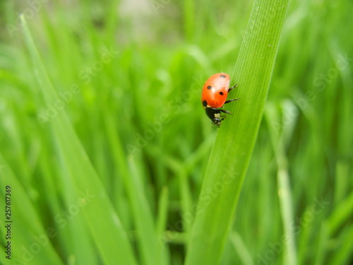 ladybug on green grass