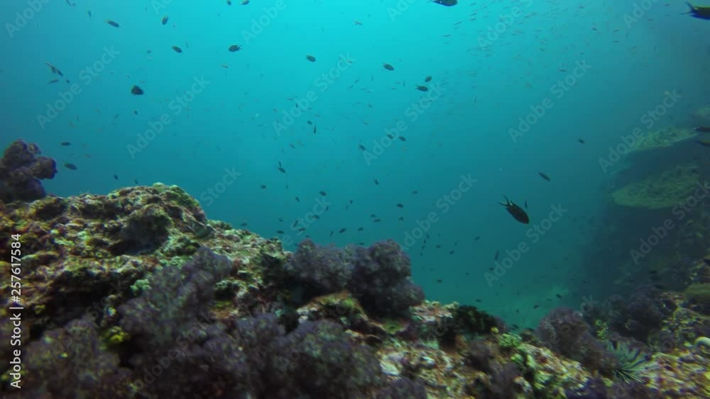 Coral reef and fish underwater in Thailand Coral reef and fish underwater in Thailand