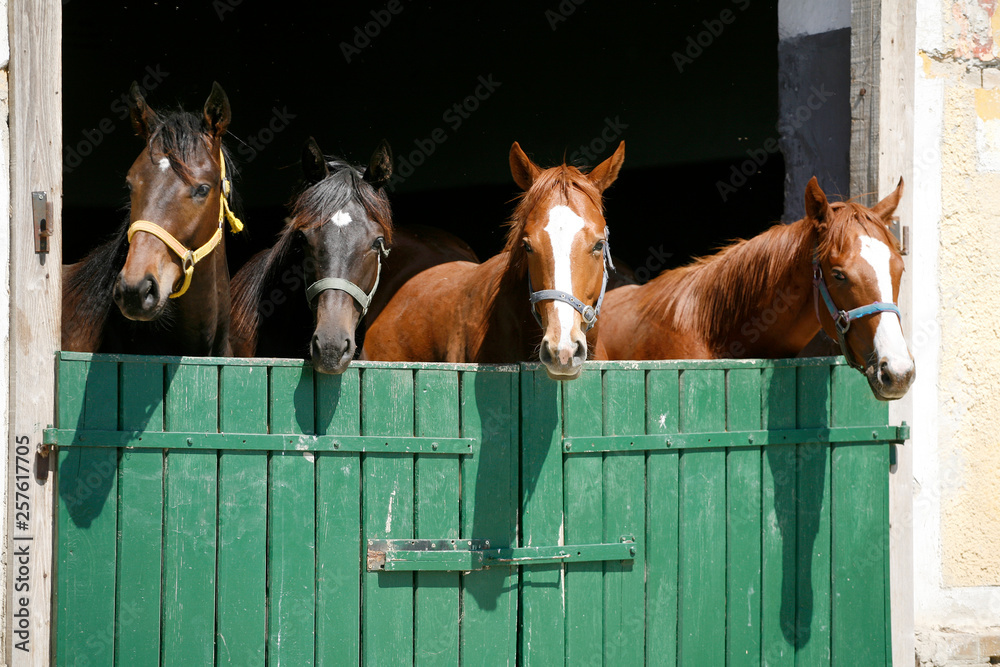 Obraz premium Thoroughbred young horses looking over wooden barn door in stable at ranch on sunny summer day