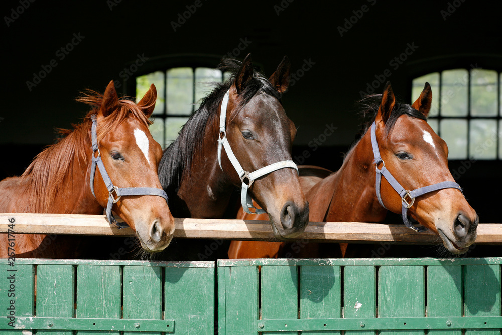Obraz premium Thoroughbred young horses looking over wooden barn door in stable at ranch on sunny summer day