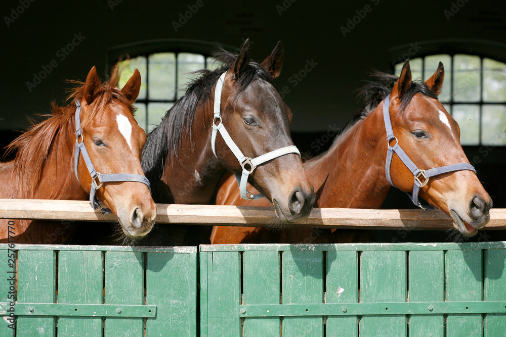 Obraz premium Thoroughbred young horses looking over wooden barn door in stable at ranch on sunny summer day