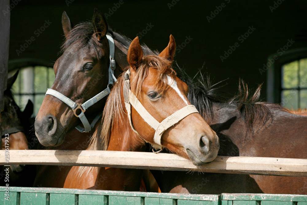 Obraz premium Thoroughbred young horses looking over wooden barn door in stable at ranch on sunny summer day