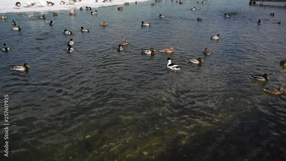flock of ducks swimming in lake flock of ducks swimming in lake