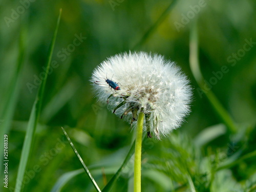 Pusteblume