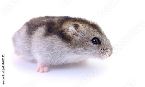 Small domestic hamster.