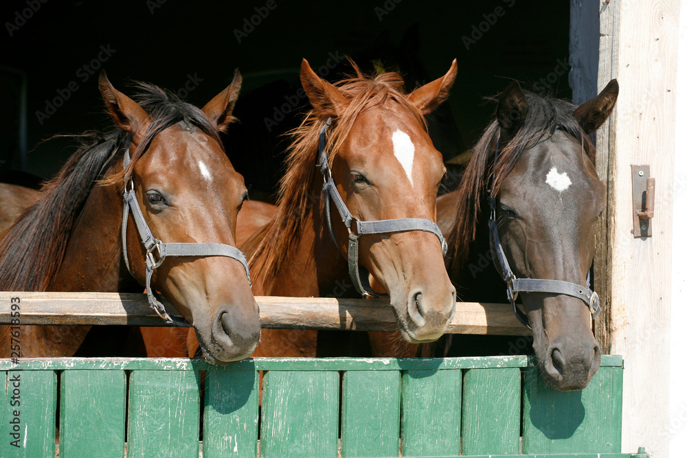 Obraz premium Thoroughbred young horses looking over wooden barn door in stable at ranch on sunny summer day