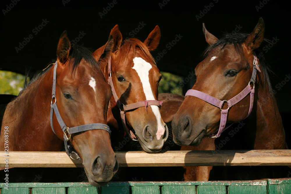 Obraz premium Thoroughbred young horses looking over wooden barn door in stable at ranch on sunny summer day