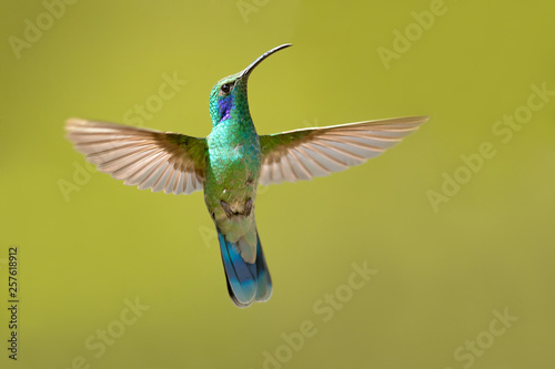 Mexican violetear (Colibri thalassinus) is a medium-sized, metallic green hummingbird species commonly found in forested areas from Mexico to Nicaragua.  © Milan