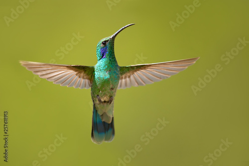 Canvastavla Mexican violetear (Colibri thalassinus) is a medium-sized, metallic green hummingbird species commonly found in forested areas from Mexico to Nicaragua