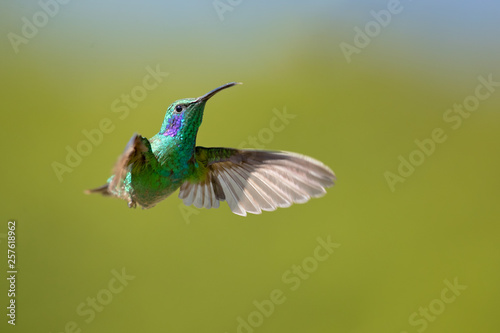 Mexican violetear (Colibri thalassinus) is a medium-sized, metallic green hummingbird species commonly found in forested areas from Mexico to Nicaragua. 