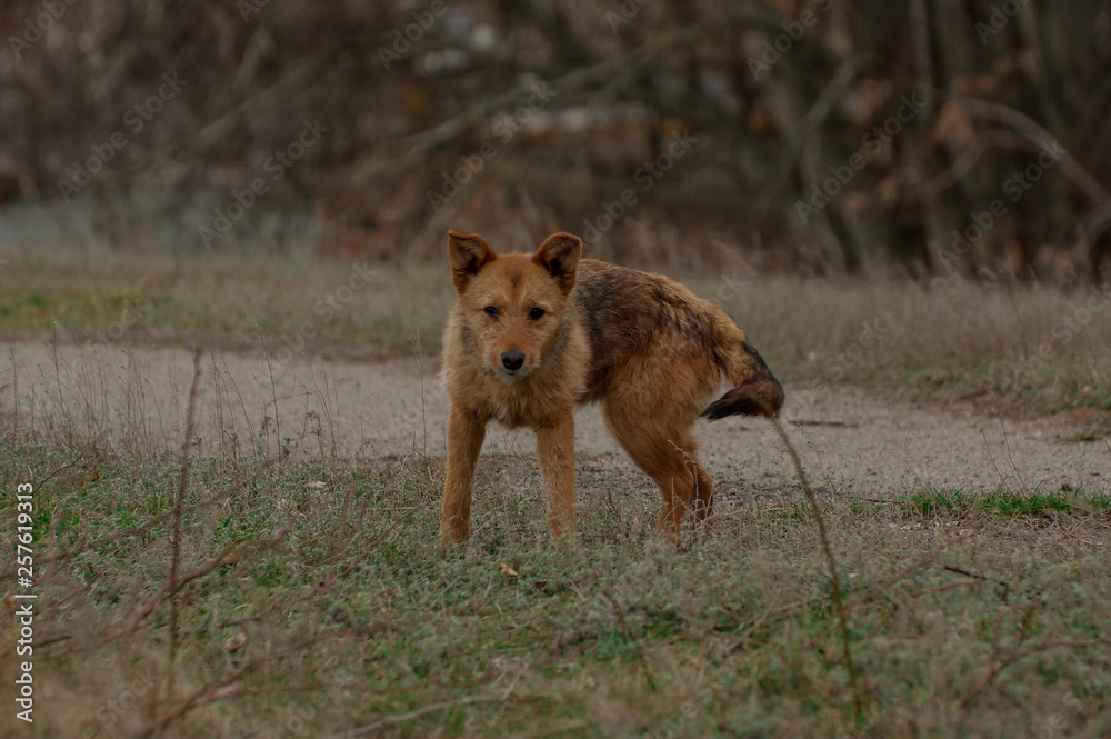 Naklejka premium Street dog. Portrait of a dog