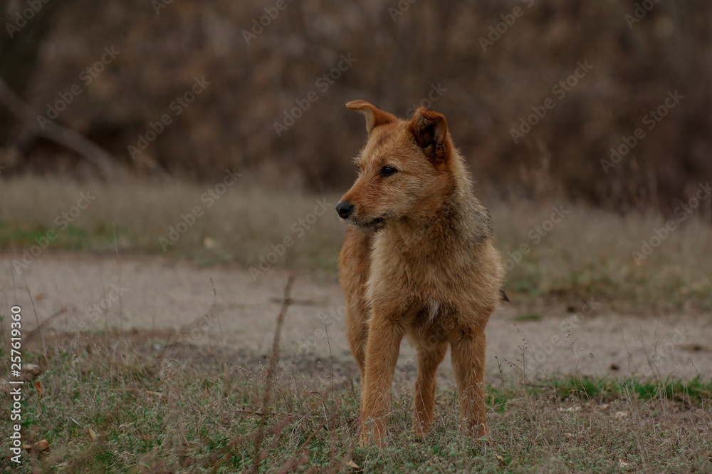 Naklejka premium Street dog. Portrait of a dog