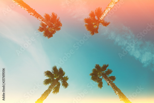 Four palm trees over blue s...