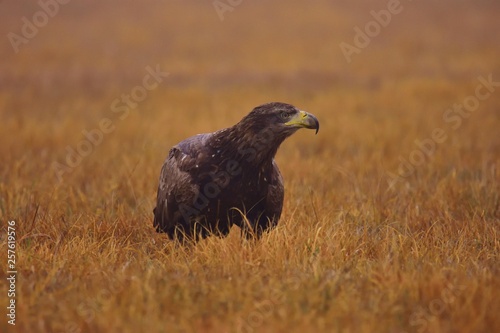 The juvenile white-tailed eagle  Haliaeetus albicilla  sitting on a meadow