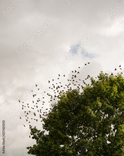 Stare Vogelschwarm versammeln sich um in den Süden zu fliegen