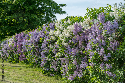 Hedge with white and purple lilac in summer sunlight