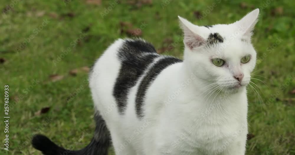 White Cat on meadow White Cat on meadow
