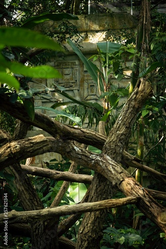 rainforest with large wild plants