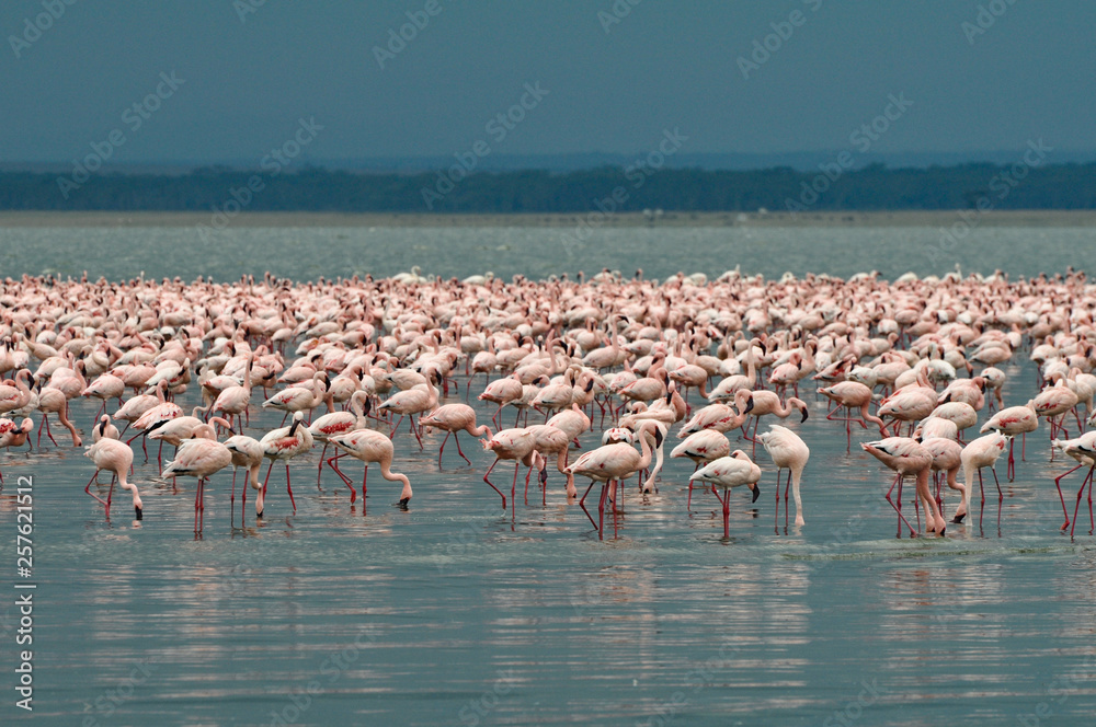 Fototapeta premium Flamingos at Nakuru lake in Tanzania
