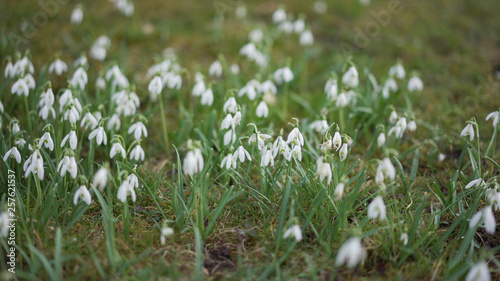 Weisse Schneegl  ckchen in gr  nem Gras und Moos im Garten mit verschwommenem Hintergrund.