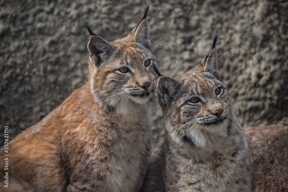 Babies lynx. Lynx live in dense forests, in the taiga, steppe and tundra. The lynx is perfectly able to climb trees and rocks, floats well.