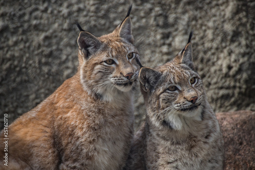 Babies lynx. Lynx live in dense forests, in the taiga, steppe and tundra. The lynx is perfectly able to climb trees and rocks, floats well.