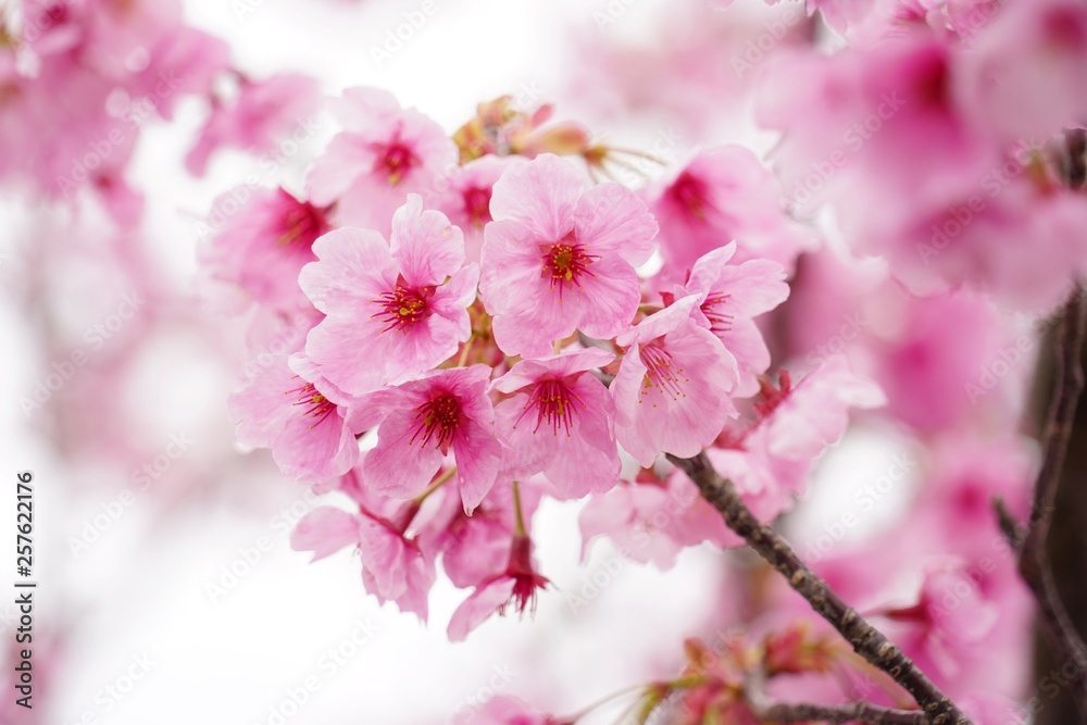満開に咲く桜の花を本当に美しい 満開に咲く桜の花を本当に美しい