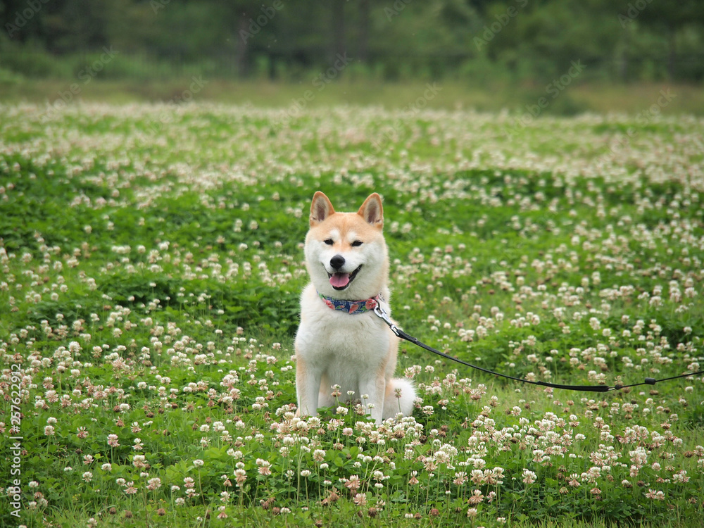 柴犬とクローバー