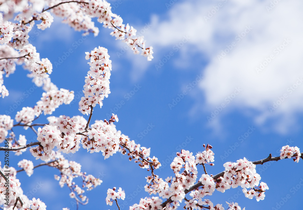 almond flowers on its branches detail with a blue and sunny sky almond flowers on its branches detail with a blue and sunny sky