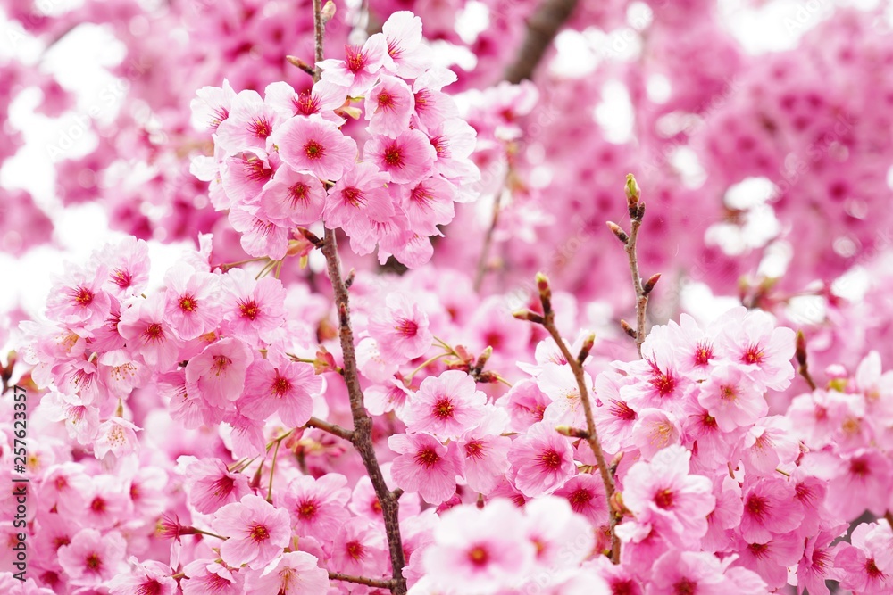 Fototapeta premium 満開に咲く桜の花を本当に美しい