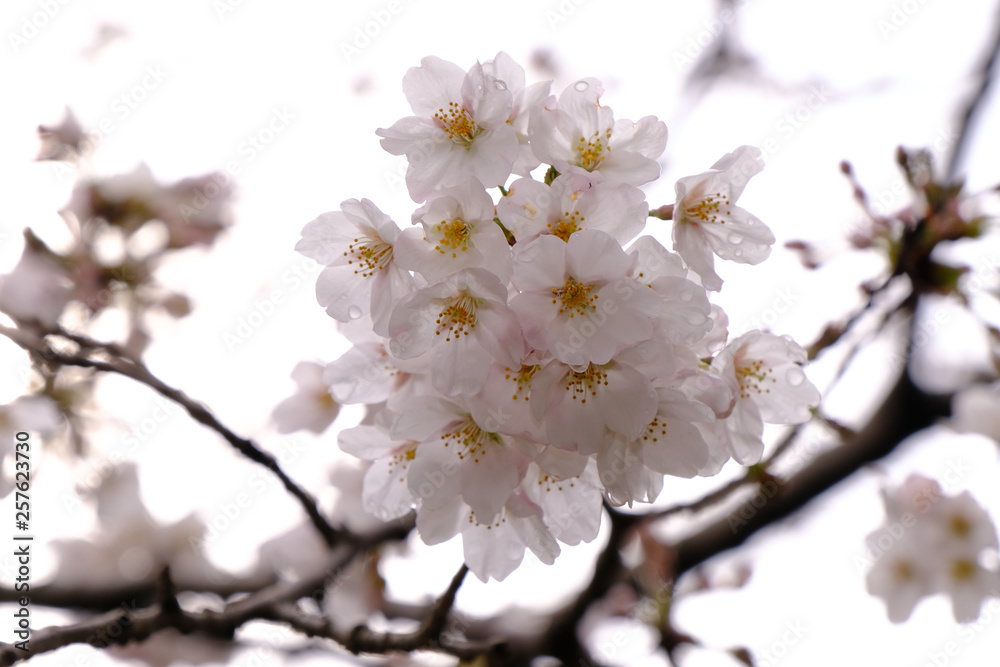 cherry blossom in spring cherry blossom in spring