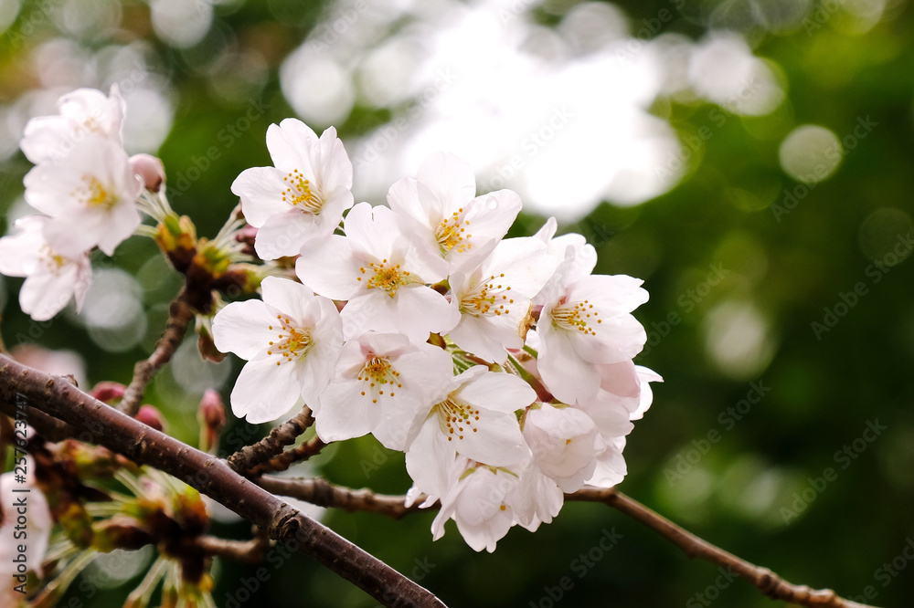 cherry blossom