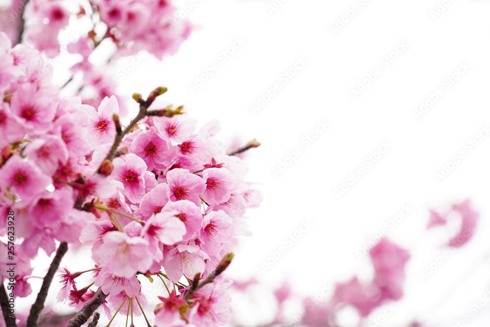 満開に咲く桜の花を本当に美しい 満開に咲く桜の花を本当に美しい