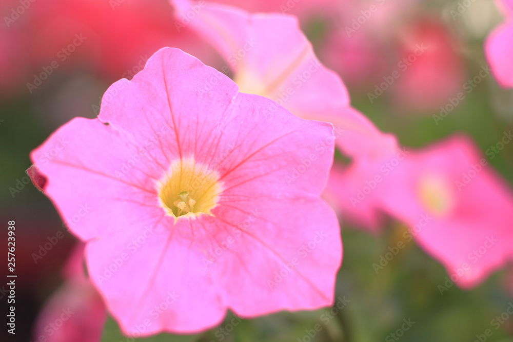 close - up of pink Petunia flower on blurred background close - up of pink Petunia flower on blurred background