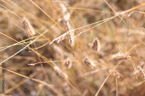 summer nature details with dry plants 