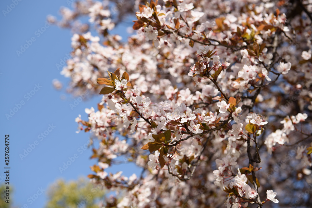 Obraz premium 鶴見緑地 早咲きの桜