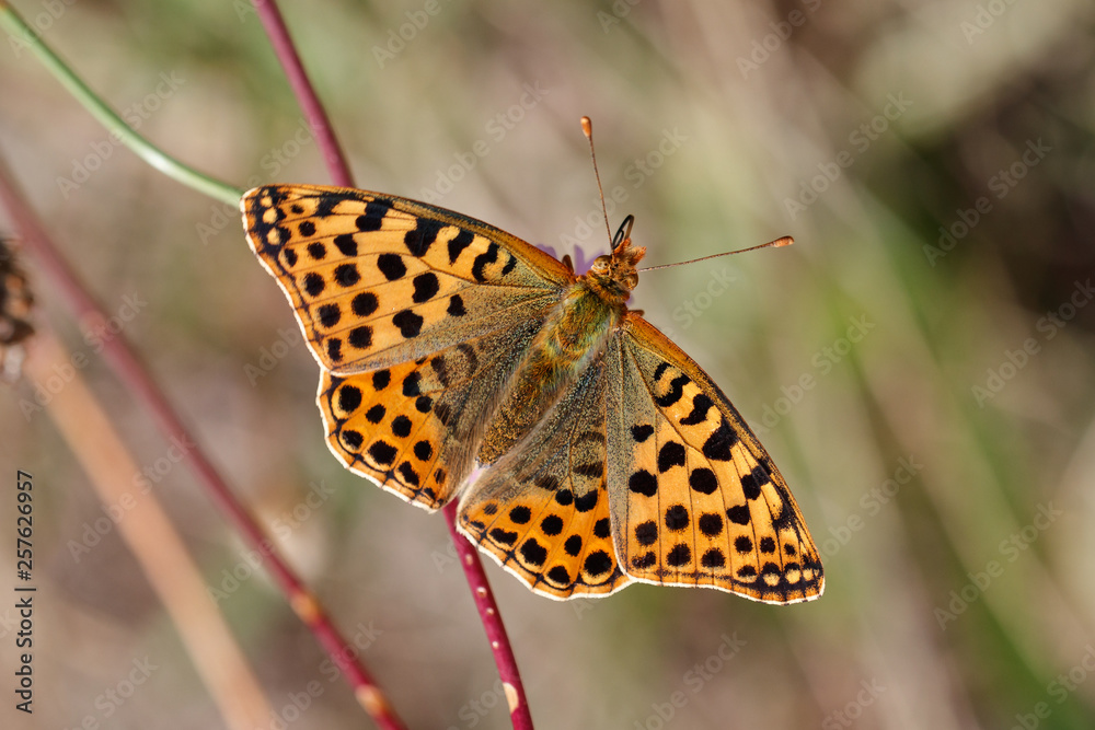 Obraz premium Kleiner Perlmuttfalter