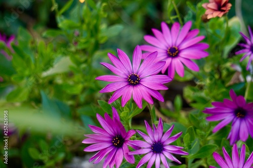 pink flower plant in springtime