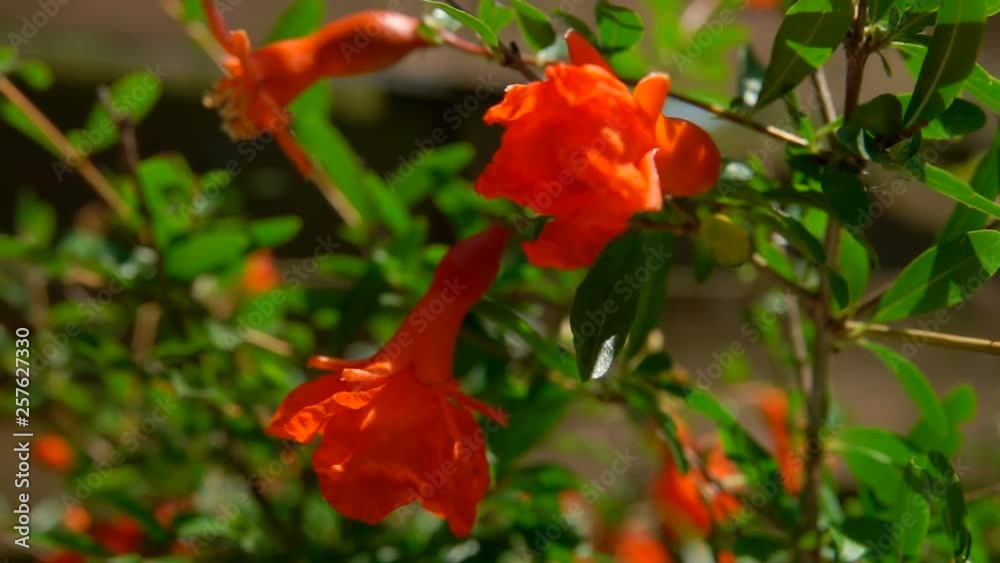 Branches of a flowering pomegranate on the background of a wooden fence. Branches of a flowering pomegranate on the background of a wooden fence.