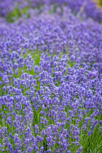 A field of purple lavender flowers, with a shallow depth of field