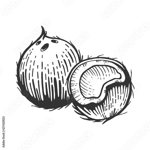 Coconut fruit sketch engraving vector illustration. Scratch board style imitation. Black and white hand drawn image.