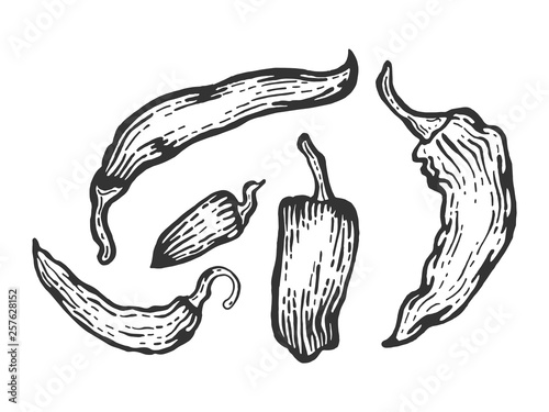 Peppers sketch engraving vector illustration. Scratch board style imitation. Hand drawn image.
