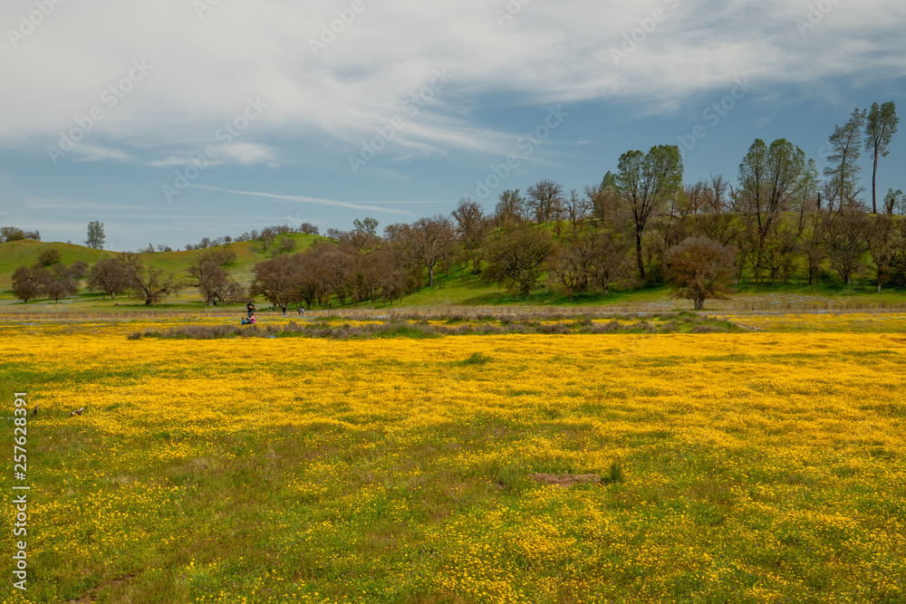 Wildflower super bloom. Field of yellow flowers. Carrizo Plain, California