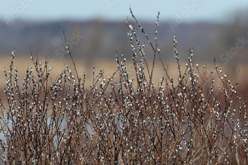 Pussy willow (Salix caprea) Spring messenger. Common species of willow native to Europe and western and central Asia. Willow with soft fluffy silvery or yellow catkins that appear before the leaves.