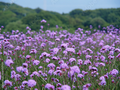 紫の花畑