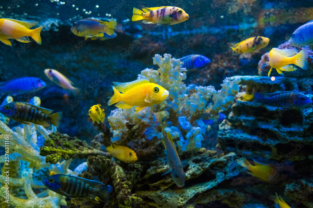 Golden carp fish swim in fresh water in the aquarium. Golden carp fish swim in fresh water in the aquarium.