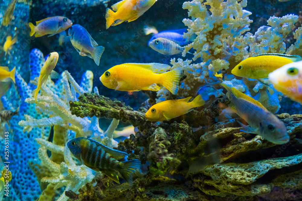 Golden carp fish swim in fresh water in the aquarium.