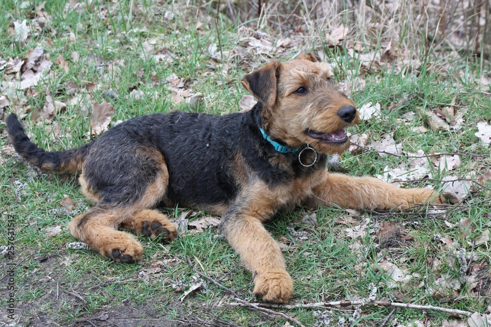airdale terrier airdale terrier