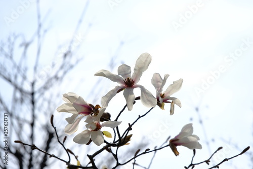 magnolia kobus flower