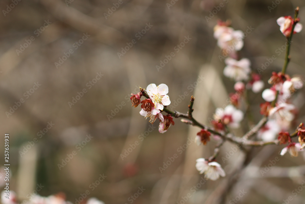桜 桜